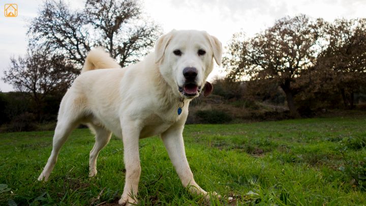 Akbas dog