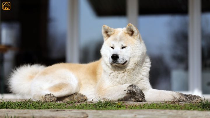 Akita Inu
