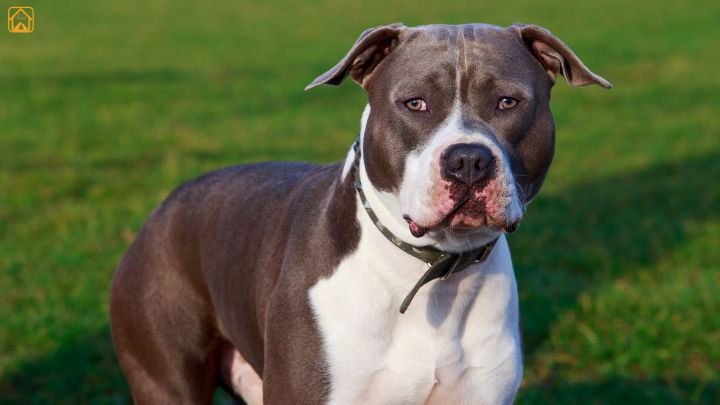 American Staffordshire Terrier