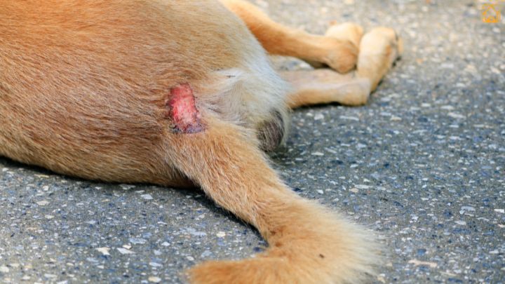 Bacterial Infections (Pyoderma & Folliculitis)