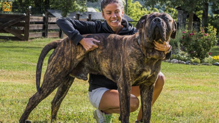 Canario (Presa Canario)