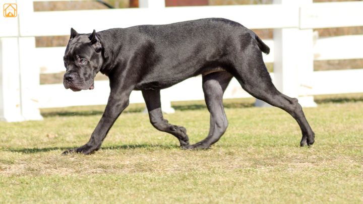 Cane Corso