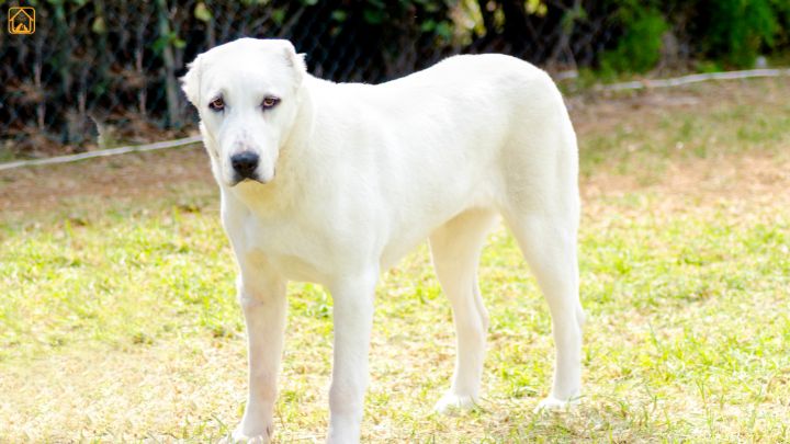 Central Asian Shepherd Dog