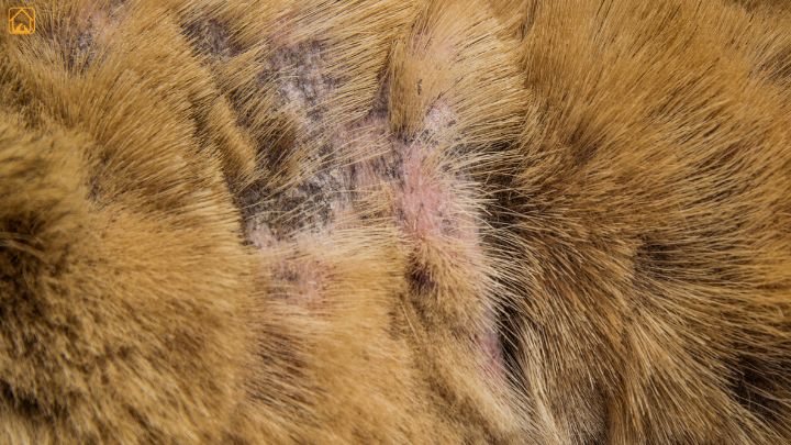 Crusty Dog Skin Conditions
