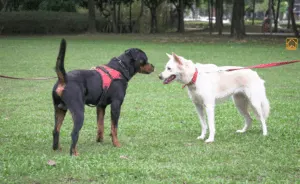 Dog Harness vs Collar: Key Differences Explained