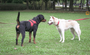 Dog Harness vs Collar