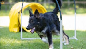 Exercises for Dogs with Health Issues: Safe, Vet-Approved Workouts
