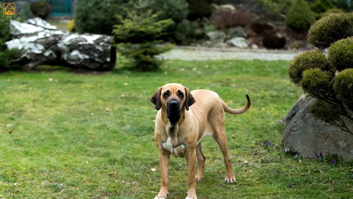 Fila Brasileiro (Brazilian Mastiff)