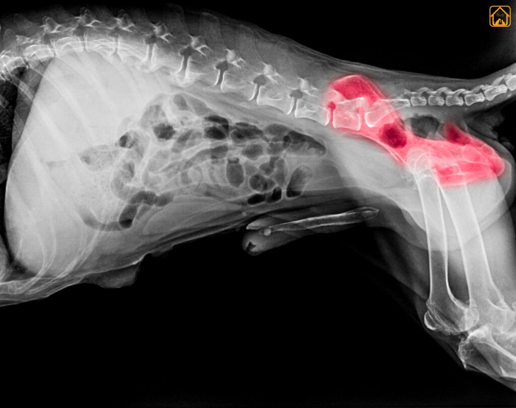 Labrador Health Issues: Hip Dysplasia