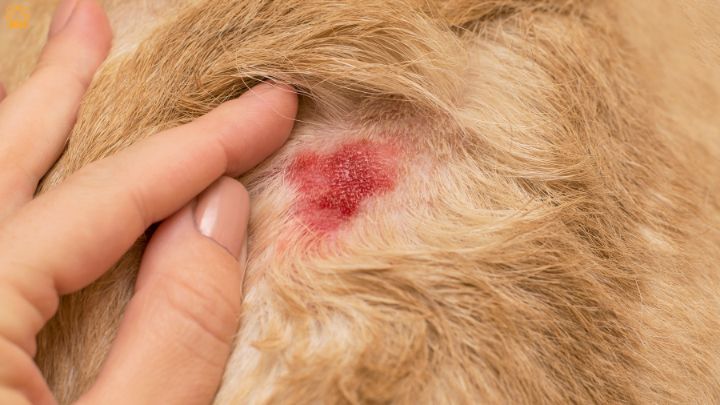 Hot Spots (Acute Moist Dermatitis)