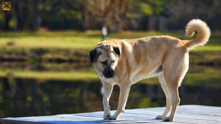 Kangal Shepherd Dog