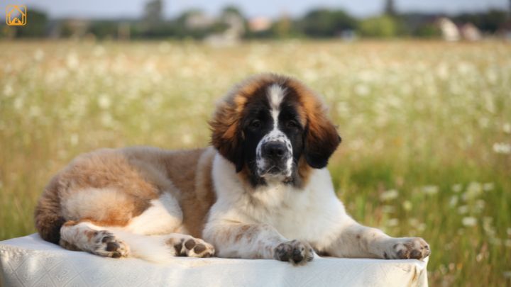 Moscow Guard Dog
