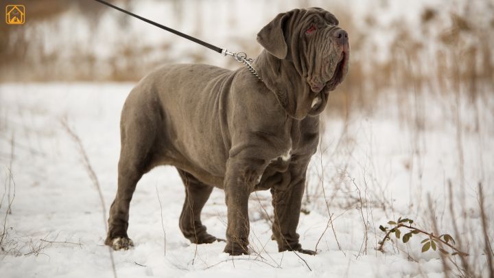 Neapolitan mastiff