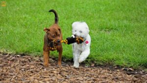 Outdoor Dog Exercises: Fun Activities, Games & Safety Tips
