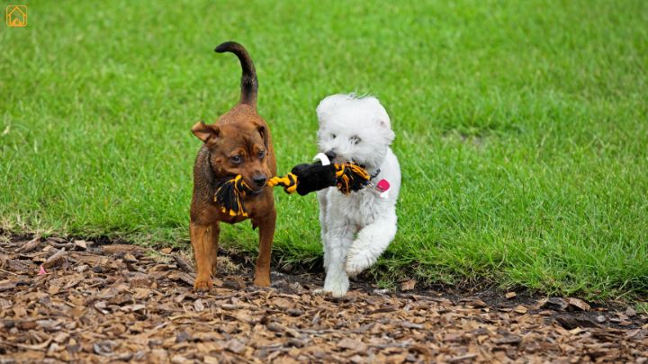 Outdoor dog exercises