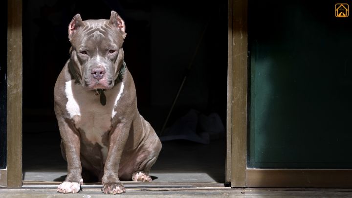 Pitbull Terrier