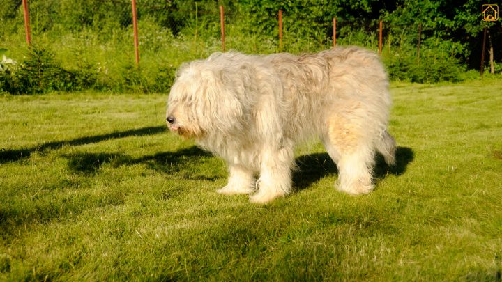South Russian Shepherd Dog
