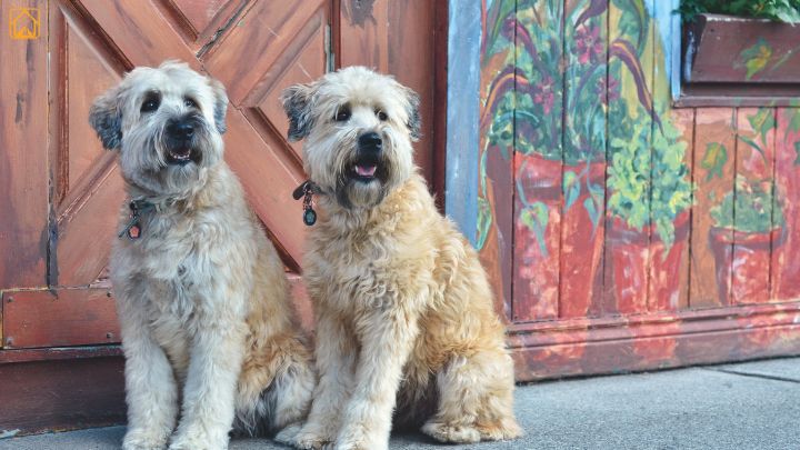Terriers