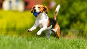 Top Dog Exercises: Best Daily Workouts for Every Dog