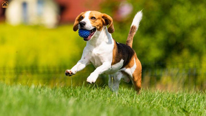 Top Dog Exercises