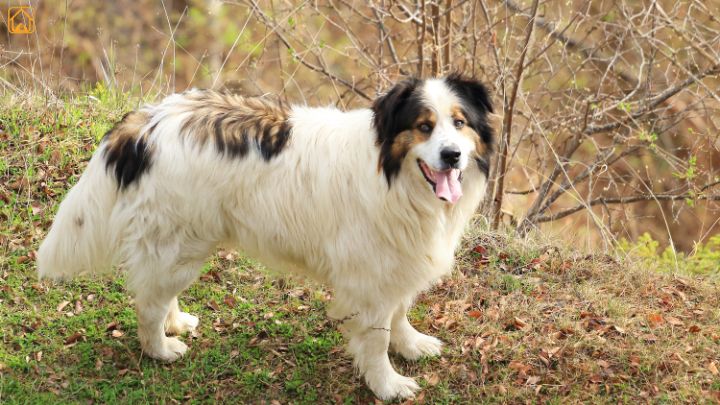 Tornjak (Bosnian and Herzegovinian-Croatian Shepherd)