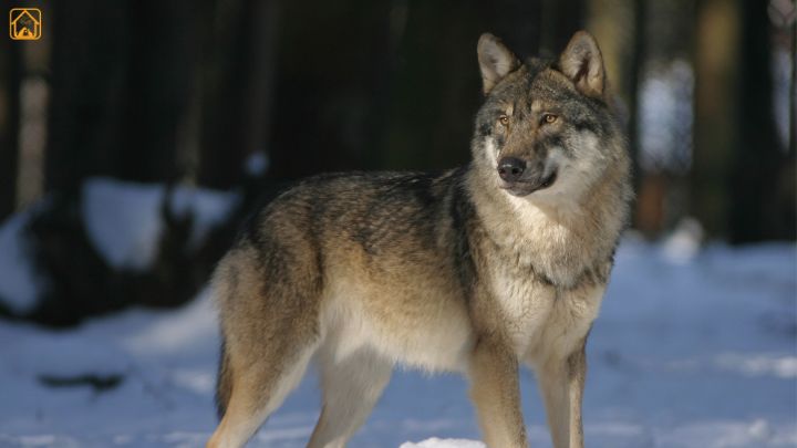Wolf Dog Hybrids