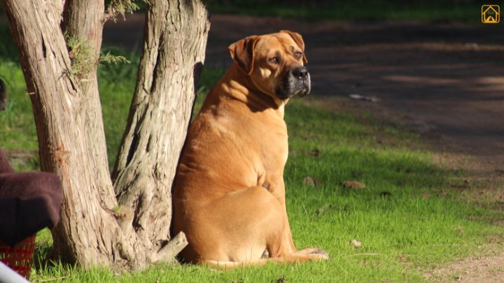 american bandogge mastiff