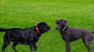 American Labrador vs English Labrador: The Ultimate Comparison Guide