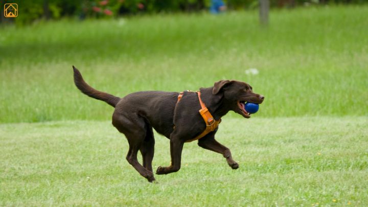 Chocolate labrador retriever