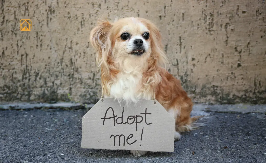 adopting a dog