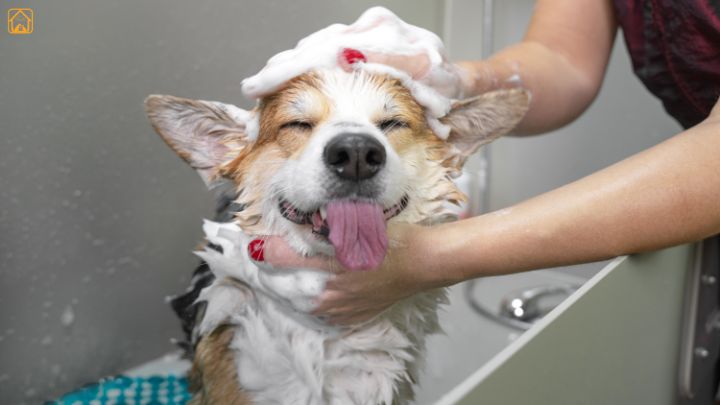 dog bathing