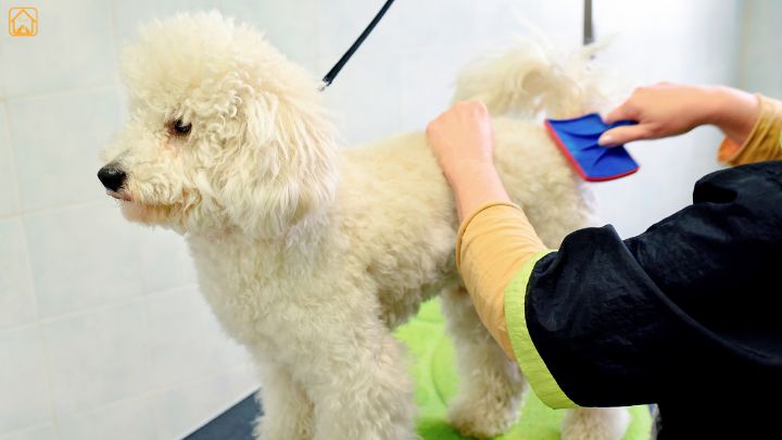 dog brushing