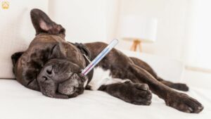 Dog Health Issues: Symptoms, Breeds, and Care Tips for Every Pet Parent