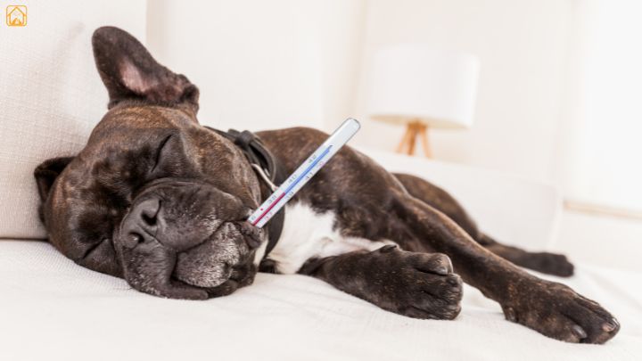 dog health issues