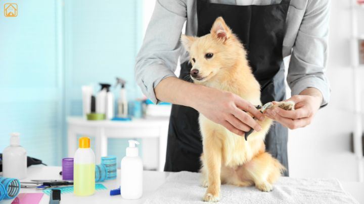 dog nail trimming