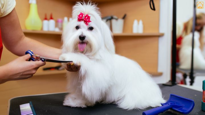 how to groom a dog