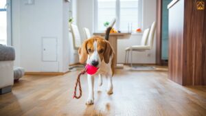 Indoor Dog Exercises: Fun Ways to Keep Your Dog Fit at Home