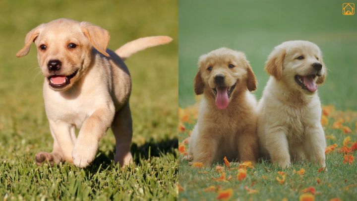 Labrador Vs Golden Retriever puppies
