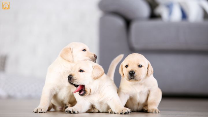 Labrador puppies