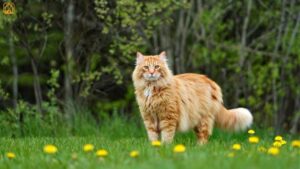 Maine Coon Cat: The Gentle Giant of the Feline World