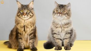 Persian Cat vs Maine Coon: Complete Side-by-Side Comparison