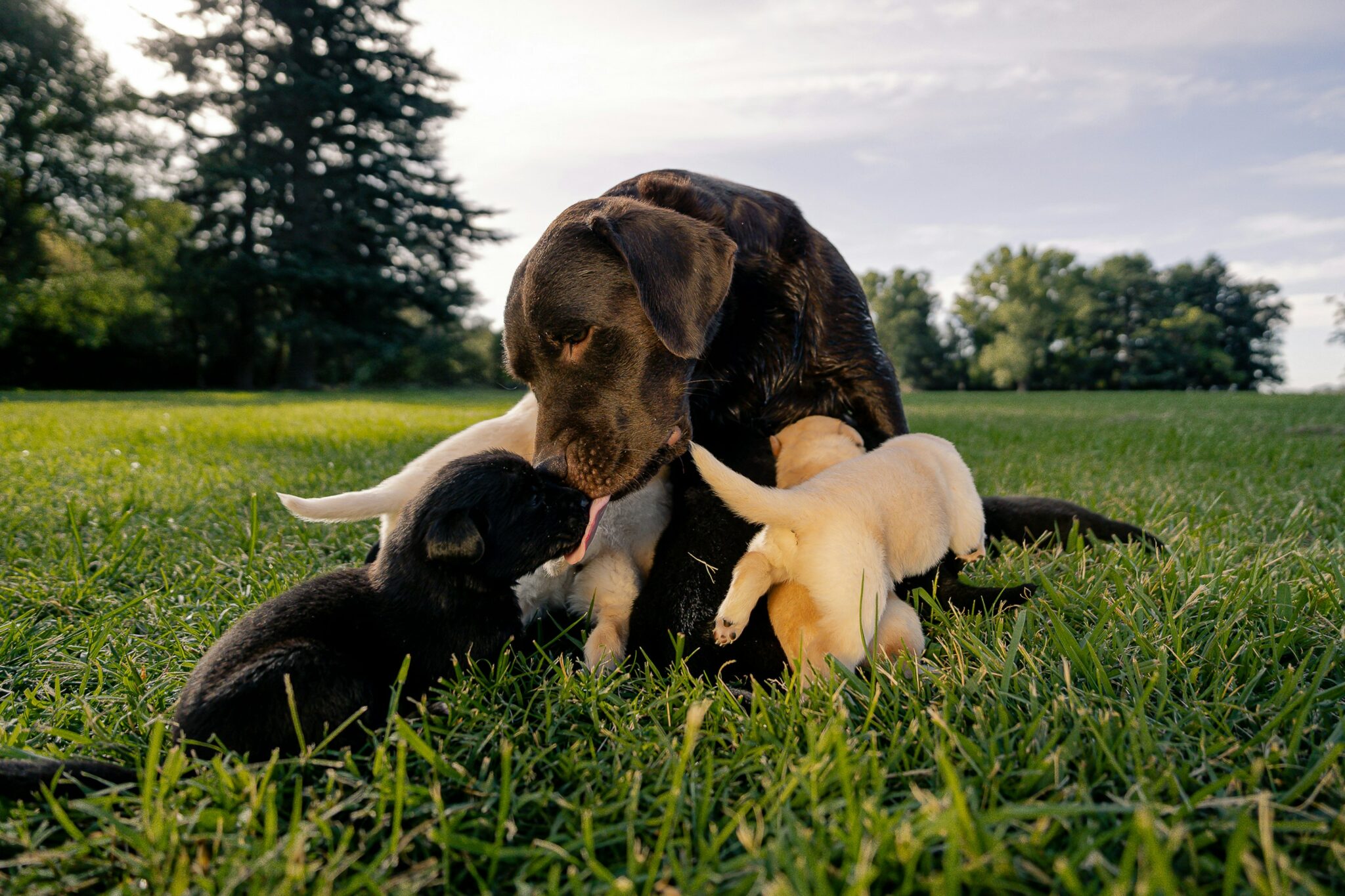 Labrador Pregnancy: Week-by-Week Guide, Symptoms & Care