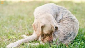 Skin Issues in Dogs: Causes, Symptoms & How to Treat Them