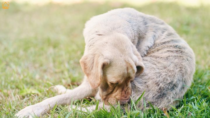 skin issues in dogs