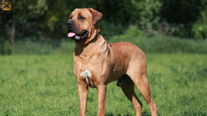 tosa inu (japanese mastiff)
