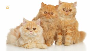 types of persian cats