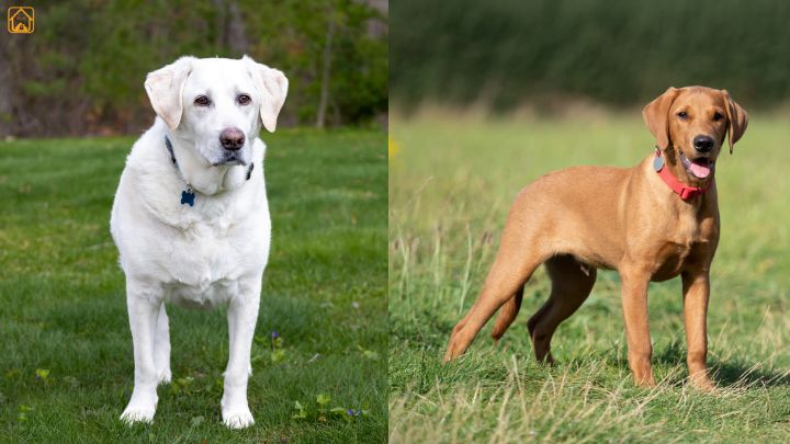 white and fox-red labrador