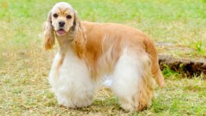 American Cocker Spaniel: Temperament, Health, Care & Adoption Guide