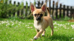 Chihuahua Dog: Traits, Temperament, Price in India & Care Guide