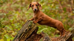 Dachshund: Breed Origin, Traits, Care, Price & FAQs